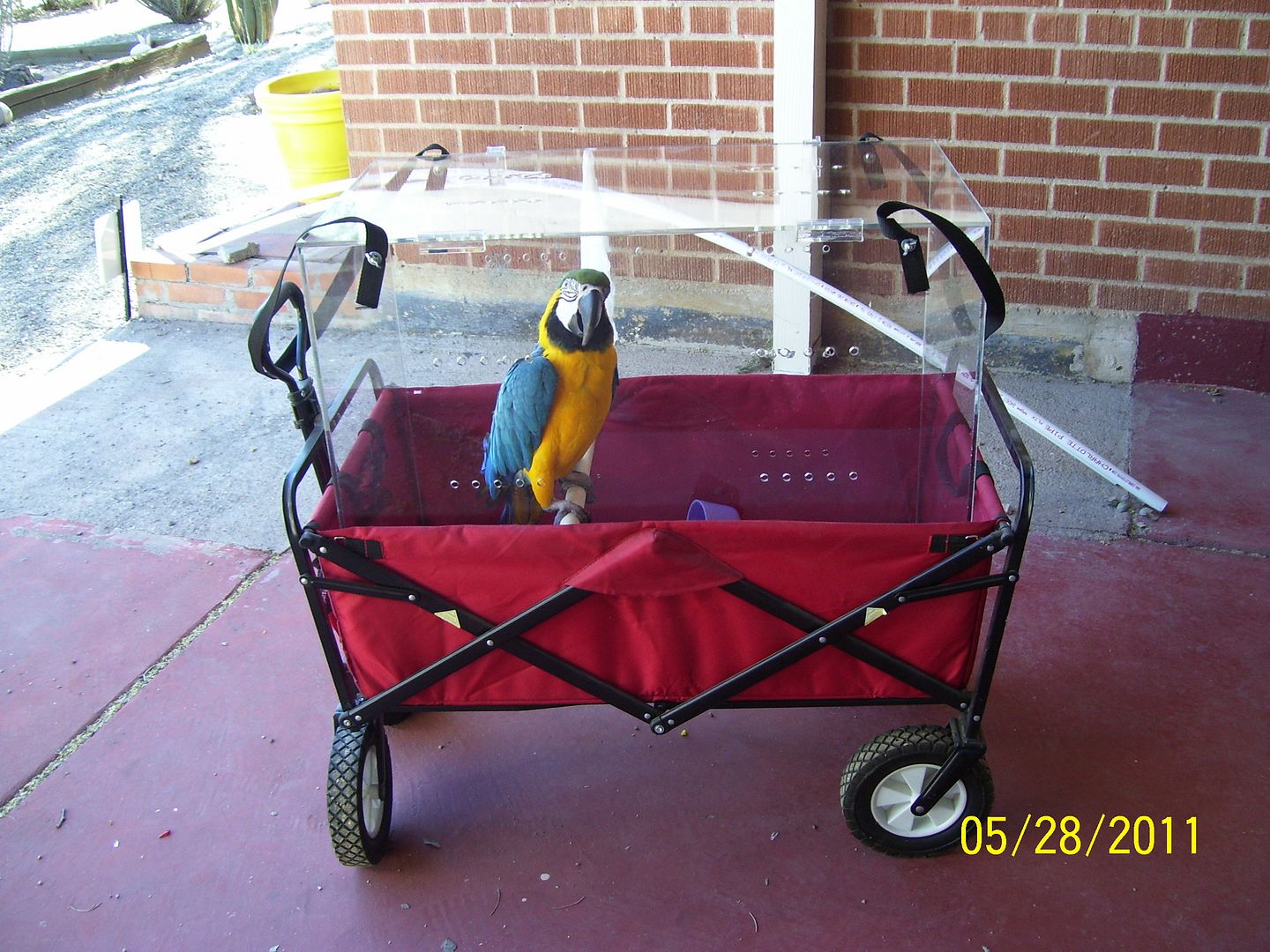 What kind of bird carrier to you use to transport to vet? Parrot